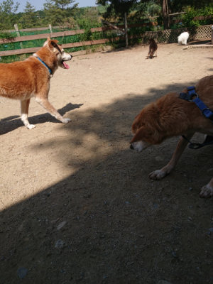 f:id:roukenhome-ann:20190515075543j:plain