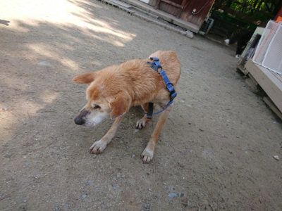 f:id:roukenhome-ann:20190515075604j:plain