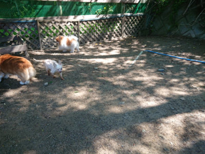 f:id:roukenhome-ann:20190515075610j:plain