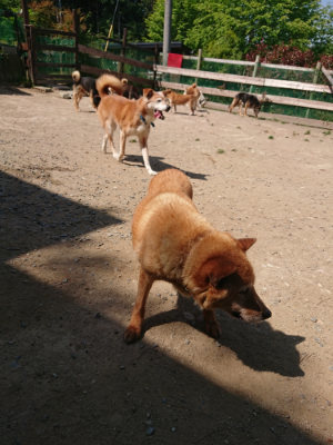 f:id:roukenhome-ann:20190515084900j:plain