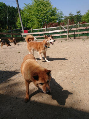f:id:roukenhome-ann:20190515084910j:plain
