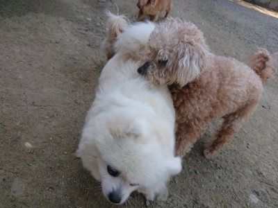 f:id:roukenhome-ann:20190515085131j:plain