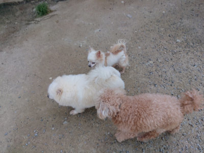 f:id:roukenhome-ann:20190515085211j:plain