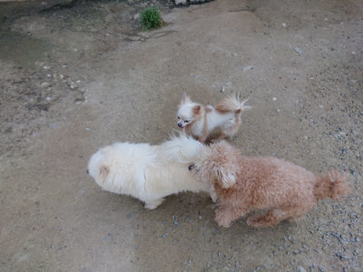 f:id:roukenhome-ann:20190515085237j:plain