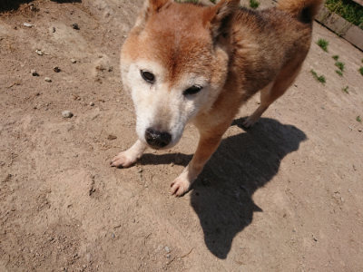 f:id:roukenhome-ann:20190515085939j:plain