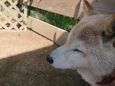 f:id:roukenhome-ann:20190515101719j:plain
