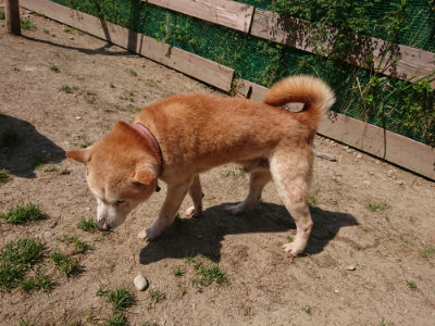 f:id:roukenhome-ann:20190515101724j:plain