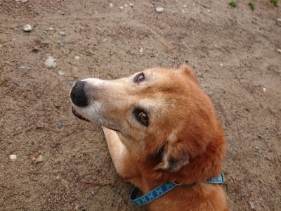f:id:roukenhome-ann:20190516125522j:plain f:id:roukenhome-ann:20190516125522j:plain