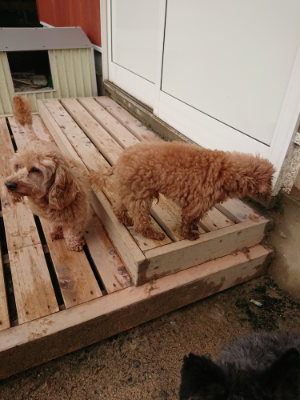 f:id:roukenhome-ann:20190516125828j:plain f:id:roukenhome-ann:20190516125828j:plain
