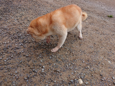 f:id:roukenhome-ann:20190516141713j:plain f:id:roukenhome-ann:20190516141713j:plain