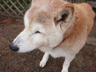 f:id:roukenhome-ann:20190516141853j:plain f:id:roukenhome-ann:20190516141853j:plain