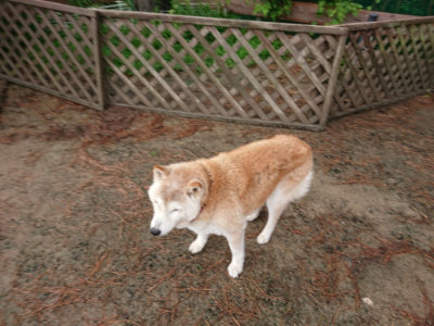 f:id:roukenhome-ann:20190516141903j:plain f:id:roukenhome-ann:20190516141903j:plain