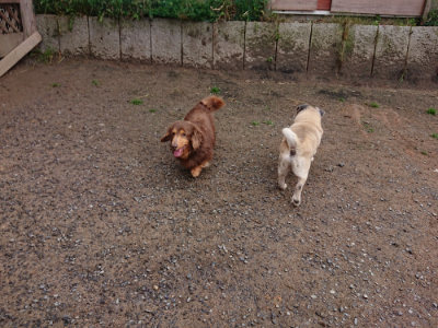 f:id:roukenhome-ann:20190516142007j:plain f:id:roukenhome-ann:20190516142007j:plain