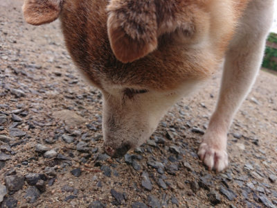 f:id:roukenhome-ann:20190516142052j:plain f:id:roukenhome-ann:20190516142052j:plain
