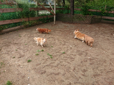 f:id:roukenhome-ann:20190516142058j:plain f:id:roukenhome-ann:20190516142058j:plain