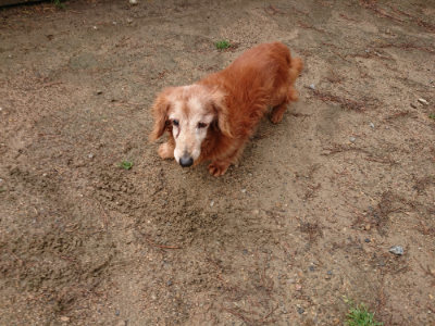 f:id:roukenhome-ann:20190516142104j:plain f:id:roukenhome-ann:20190516142104j:plain