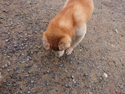f:id:roukenhome-ann:20190516142121j:plain f:id:roukenhome-ann:20190516142121j:plain