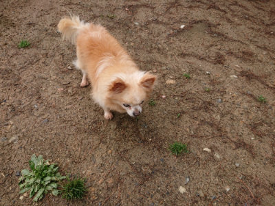 f:id:roukenhome-ann:20190516142134j:plain f:id:roukenhome-ann:20190516142134j:plain