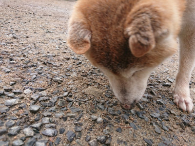 f:id:roukenhome-ann:20190516142146j:plain f:id:roukenhome-ann:20190516142146j:plain
