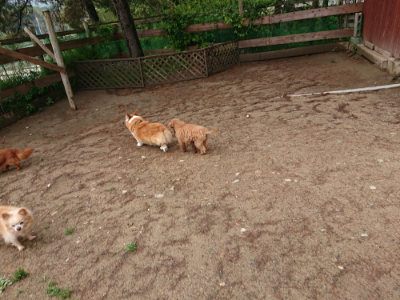 f:id:roukenhome-ann:20190516142154j:plain f:id:roukenhome-ann:20190516142154j:plain
