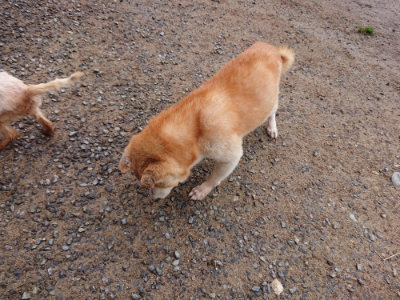 f:id:roukenhome-ann:20190516142231j:plain f:id:roukenhome-ann:20190516142231j:plain