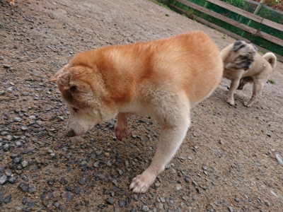 f:id:roukenhome-ann:20190516143139j:plain f:id:roukenhome-ann:20190516143139j:plain