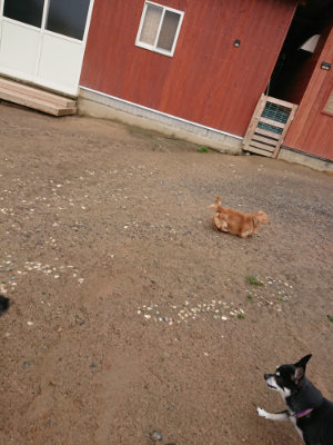 f:id:roukenhome-ann:20190516143144j:plain f:id:roukenhome-ann:20190516143144j:plain