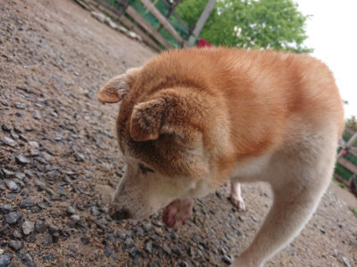 f:id:roukenhome-ann:20190516143203j:plain f:id:roukenhome-ann:20190516143203j:plain