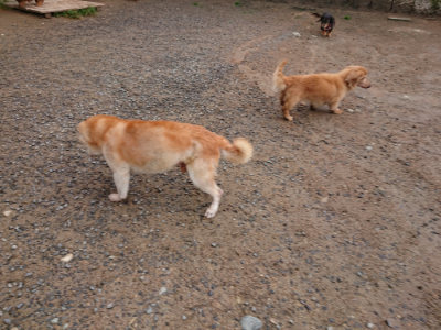 f:id:roukenhome-ann:20190516143506j:plain f:id:roukenhome-ann:20190516143506j:plain
