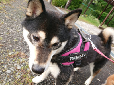 f:id:roukenhome-ann:20190516143626j:plain f:id:roukenhome-ann:20190516143626j:plain