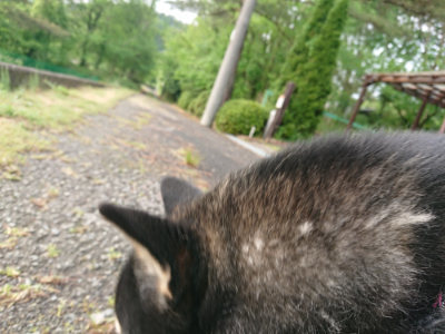 f:id:roukenhome-ann:20190516143631j:plain f:id:roukenhome-ann:20190516143631j:plain