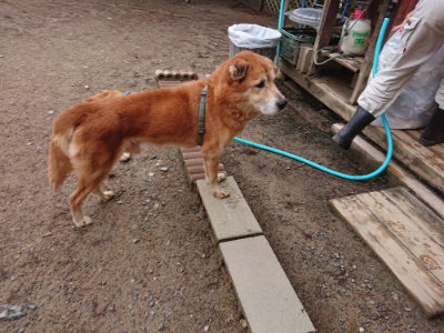 f:id:roukenhome-ann:20190516143635j:plain f:id:roukenhome-ann:20190516143635j:plain