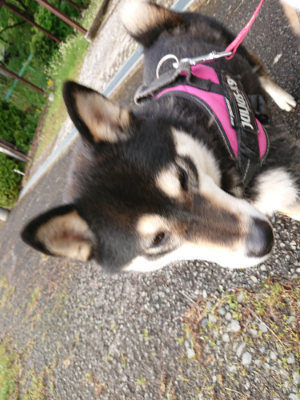f:id:roukenhome-ann:20190516143648j:plain f:id:roukenhome-ann:20190516143648j:plain