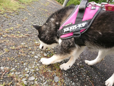 f:id:roukenhome-ann:20190516143652j:plain f:id:roukenhome-ann:20190516143652j:plain