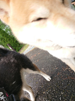 f:id:roukenhome-ann:20190516143658j:plain f:id:roukenhome-ann:20190516143658j:plain