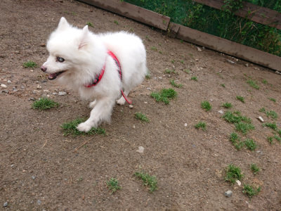 f:id:roukenhome-ann:20190516144458j:plain f:id:roukenhome-ann:20190516144458j:plain