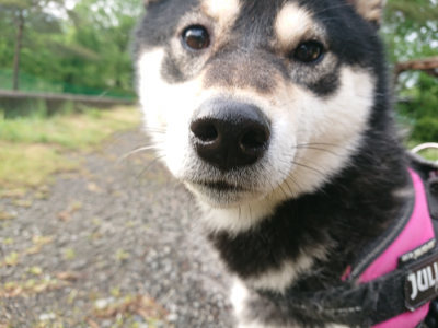 f:id:roukenhome-ann:20190516144508j:plain f:id:roukenhome-ann:20190516144508j:plain