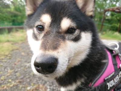 f:id:roukenhome-ann:20190516144533j:plain f:id:roukenhome-ann:20190516144533j:plain