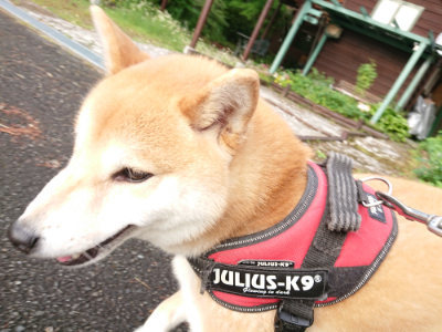 f:id:roukenhome-ann:20190516144540j:plain f:id:roukenhome-ann:20190516144540j:plain