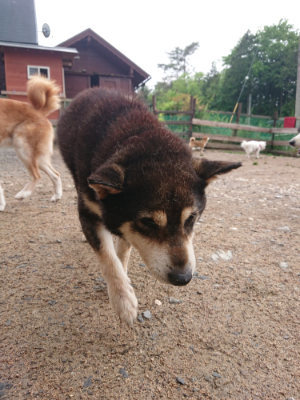 f:id:roukenhome-ann:20190516144551j:plain f:id:roukenhome-ann:20190516144551j:plain