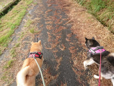 f:id:roukenhome-ann:20190516144606j:plain f:id:roukenhome-ann:20190516144606j:plain