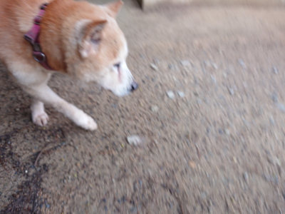 f:id:roukenhome-ann:20190516144611j:plain f:id:roukenhome-ann:20190516144611j:plain