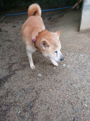 f:id:roukenhome-ann:20190516144617j:plain f:id:roukenhome-ann:20190516144617j:plain