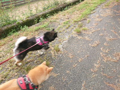 f:id:roukenhome-ann:20190516144622j:plain f:id:roukenhome-ann:20190516144622j:plain