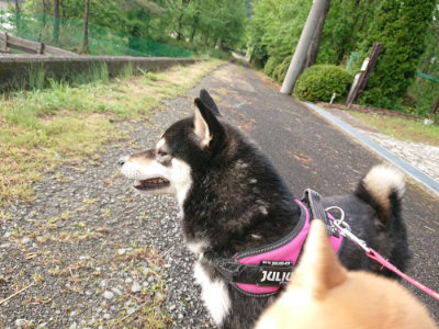 f:id:roukenhome-ann:20190516144627j:plain f:id:roukenhome-ann:20190516144627j:plain
