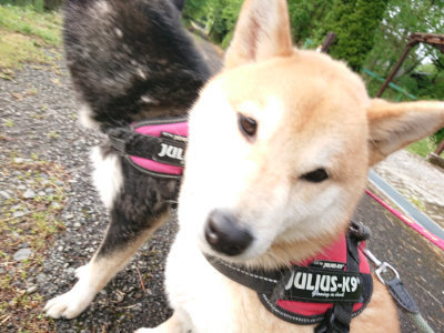 f:id:roukenhome-ann:20190516144632j:plain f:id:roukenhome-ann:20190516144632j:plain