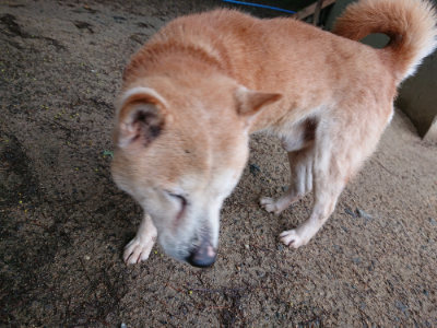 f:id:roukenhome-ann:20190516144704j:plain f:id:roukenhome-ann:20190516144704j:plain