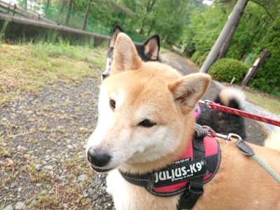 f:id:roukenhome-ann:20190516144716j:plain f:id:roukenhome-ann:20190516144716j:plain
