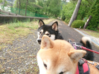 f:id:roukenhome-ann:20190516144720j:plain f:id:roukenhome-ann:20190516144720j:plain