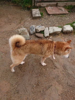 f:id:roukenhome-ann:20190516144727j:plain f:id:roukenhome-ann:20190516144727j:plain
